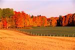 Fields Kedgwick, New Brunswick, Canada