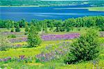 Lupins in Field by Bay Shampers Bluff Belleisle Bay New Brunswick, Canada