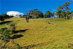 Hillside rural la hauts plateaux andins Sierra Equateur