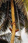 Junge Klettern Palm Kovalam, Bundesstaat Kerala Indien