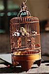 Caged Bird