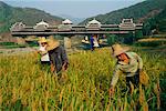 Yandi, Chine récolte du riz