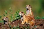 Prairie Dogs