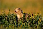 Prairie Dog