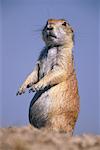 Prairie Dog