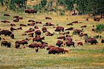 Troupeau de Bison Custer State Park, South Dakota, USA