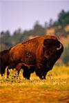 Bison Custer State Park, South Dakota, USA