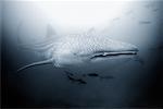 Requin-baleine