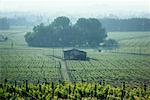 Vineyard Saint Emilion, France