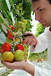 Man Cutting Tomatoes from Vine