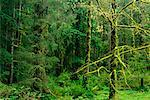 Temperate Rainforest Vancouver Island British Columbia, Canada