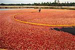 Cranberry Harvesting New Jersey, USA