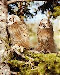 Great Horned Owls