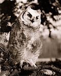 Great Horned Owl