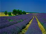 Lavender Field Mont Ventoux Region Provence, France