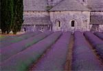 Lavendelfeld und Abbaye de Senanque Provence, Frankreich