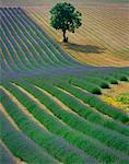 Lavendel Feld Provence, Frankreich