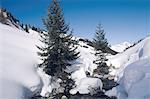 France, Alps, La Plagne, pines in the snow