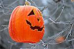 Pumpkin on a Tree Branch