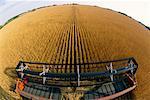 Combine Harvesting Wheat