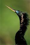 Gros plan de Anhinga Everglades Flamingo, Florida USA