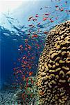 Poissons et Coral Reef Red Sea, Egypt