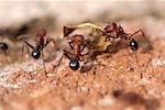 Ants Carrying Leaf