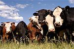 Gruppe der Kühe im Feld