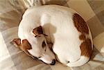 Jack Russell Terrier dormir