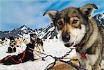 Dog Sledding Expedition Alaska, USA