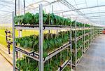 Greenhouse Interior