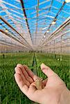 Green Pepper Seedling