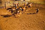 Cowgirl Throwing Lasso