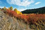 Forest and Shrubs Big Hole Mountains Idaho USA