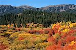 Gemischte Wald und Berge Grand Teton Mountains Idaho USA