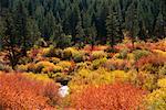 Arbustes et forêt Grand Teton montagnes Big Hole montagnes, Idaho USA