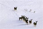 Gruppe von Mule Deer