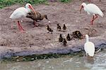 Groupe d'oiseaux