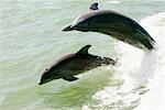 Atlantic Bottlenose Dolphin Florida, USA