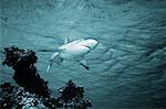 Requin sous l'eau