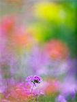 Focused Flower in Blurry Field