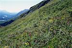 Alpine Meadow et vue sur la rivière Tatshenshini, Colombie-Britannique, Canada