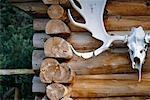 Moose Skull on Log Cabin