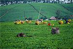 Workers on Tea Plantation South Africa