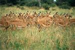 Herd of Impala, Botswana, Africa