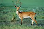 Impala, Botswana, Africa