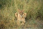 Löwin, Botswana, Afrika