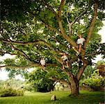 Enfants assis dans l'arbre