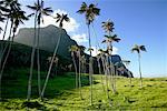 Grove of Palm Trees by Cliff Lord Howe Island New South Wales, Australia