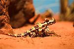 Thorny Devil Lizard Northern Territory, Australia